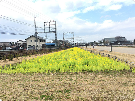 平安の杜前の菜の花畑